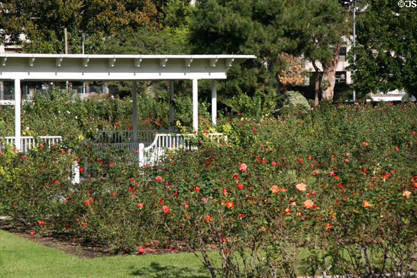 Exposition Park rose garden. Los Angeles, CA.