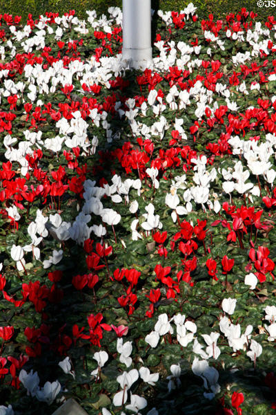 Bed of cyclamen flowers in Beverly Hills. Beverly Hills, CA.