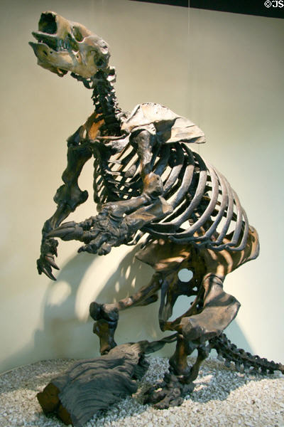 Skeleton of six-foot tall Harlan's Ground Sloth (<i>Glossotherium harlani</i>) at Museum of La Brea Tar Pits. Los Angeles, CA.