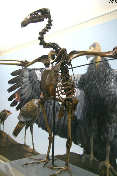 Condor skeleton at Museum of La Brea Tar Pits. Los Angeles, CA.