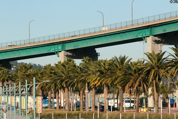 Palm trees along Vincent Thomas Bridge. San Pedro, CA.