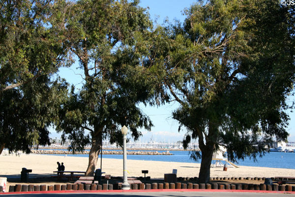 Shade trees along Cabrillo Beach. San Pedro, CA.