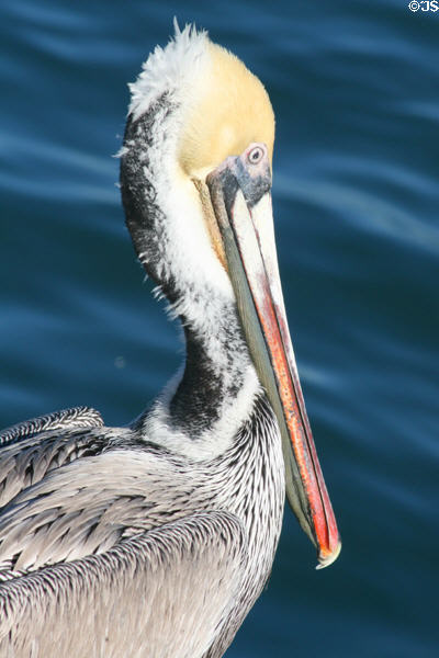 Brown Pelican (<i>Pelicanus occidentalis</i>) at San Pedro. San Pedro, CA.