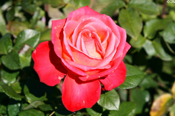 Red rose at South Coast Botanic Garden. Palos Verdes Peninsula, CA.