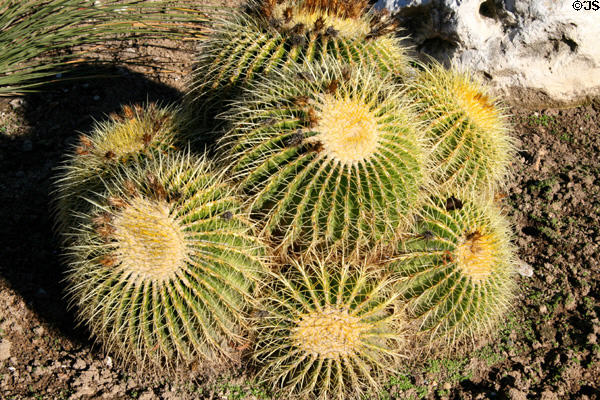 Barrel cacti at South Coast Botanic Garden. Palos Verdes Peninsula, CA.