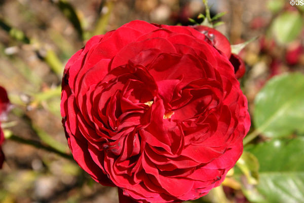 Red rose at Henry E. Huntington Gardens. San Marino, CA.