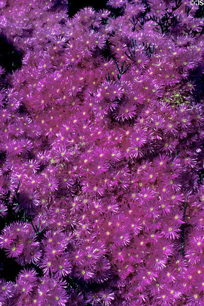 Bush with purple & yellow flowers at Henry E. Huntington Gardens. San Marino, CA.