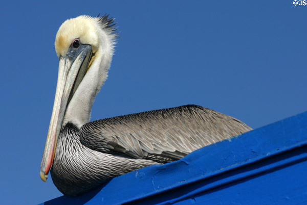 Brown Pelican (<i>Pelecanus occidentalis</i>). San Diego, CA.