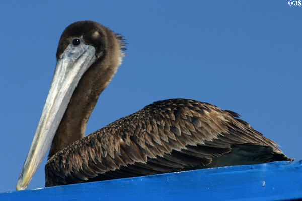 Young Brown Pelican. San Diego, CA.