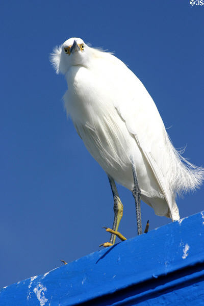 Snowy Egret (<i>Leucophoyx thula</i>). San Diego, CA.