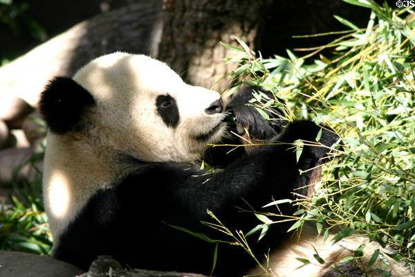 Panda eating bamboo at Balboa Park Zoo. San Diego, CA.
