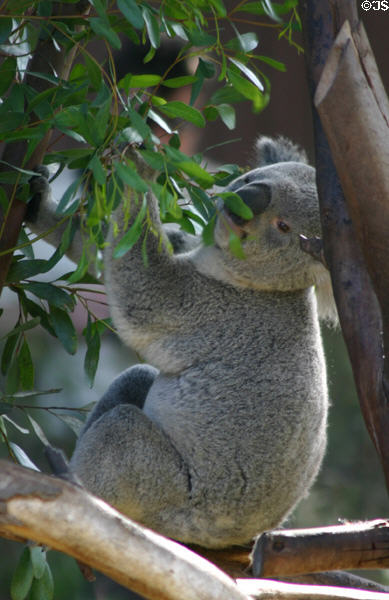 Koala Bear at Balboa Park Zoo. San Diego, CA.