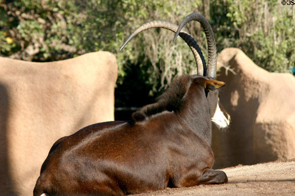 Sable Antelope (<i>Hippotragus niger</i>) at Balboa Park Zoo. San Diego, CA.
