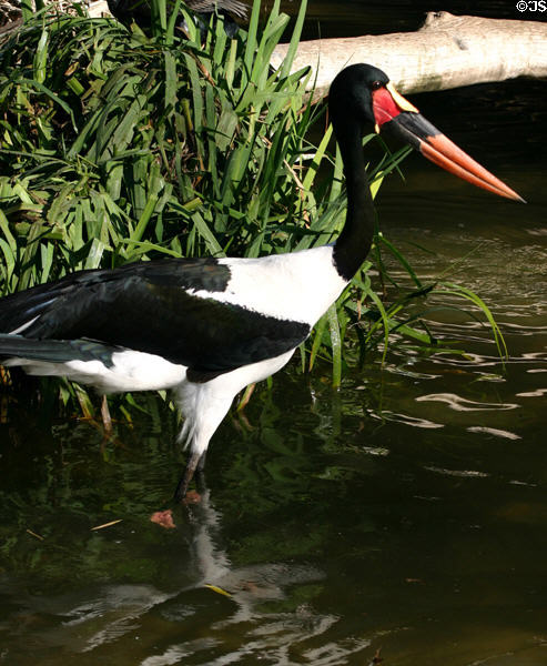 Saddle-billed stork (Ephippiorhynchus senegalensis) at Balboa Park Zoo. San Diego, CA.