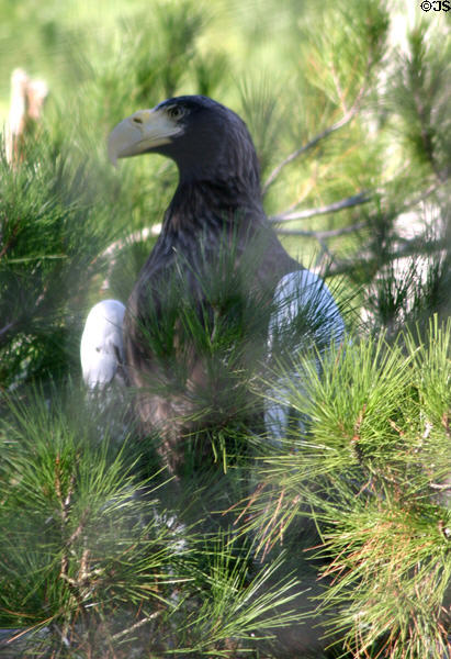 Large eagle at Balboa Park Zoo. San Diego, CA.