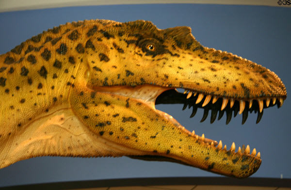 Albertosaur with sculpted skin at San Diego Museum of Natural History. CA.