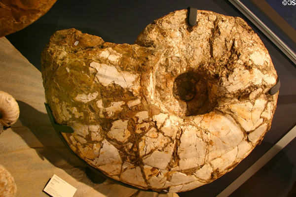 Ammonite partial shell (Cretaceous period, 75 million years old) from Carlsbad, CA at San Diego Museum of Natural History. CA.