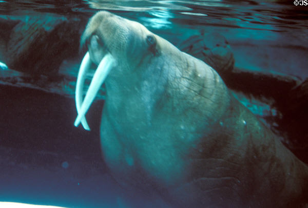 Walrus show long teeth at Sea World Park. San Diego, CA.