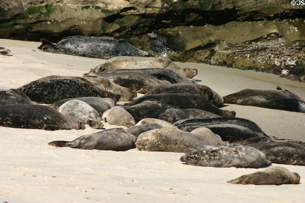 Harbor seals sleeping on beach. La Jolla, CA.