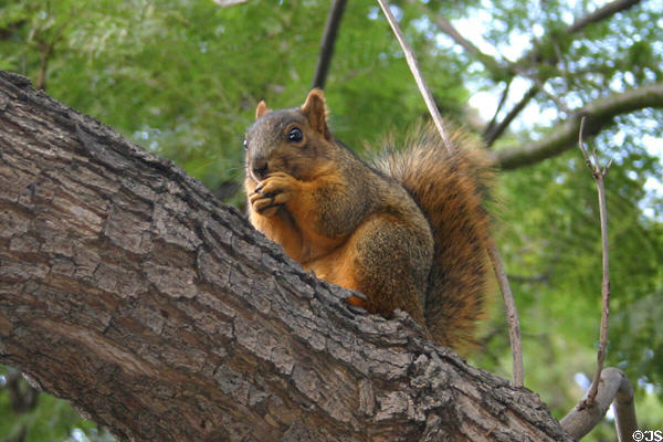Reddish squirrel. San Diego, CA.