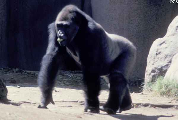 Silverback gorilla at Wild Animal Park. San Diego, CA.