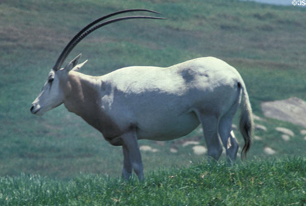 Scimitar Horned Oryx (extinct in the wild) at Wild Animal Park. San Diego, CA.