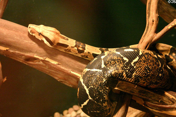 Boa constrictor ranges from Mexico to Paraguay at California Academy of Sciences, Steinhart Aquarium. San Francisco, CA.