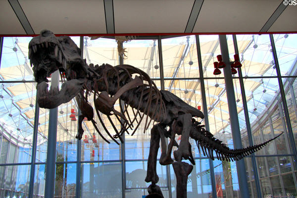 T-Rex skeleton at entrance of California Academy of Science. San Francisco, CA.