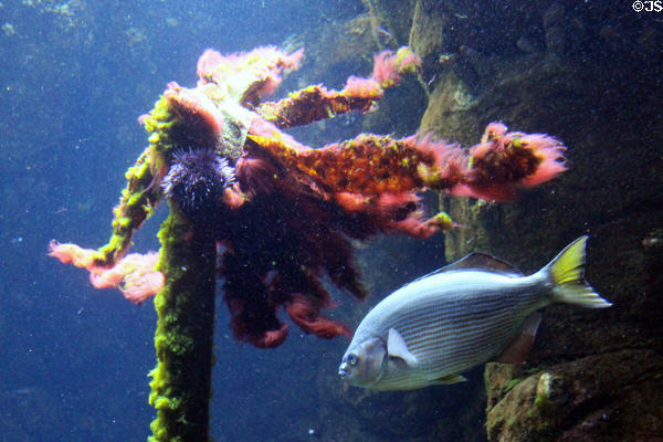 Underwater reef view at California Academy of Science. San Francisco, CA.