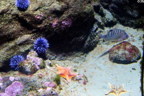 Underwater reef with urchins & stars at California Academy of Science. San Francisco, CA.