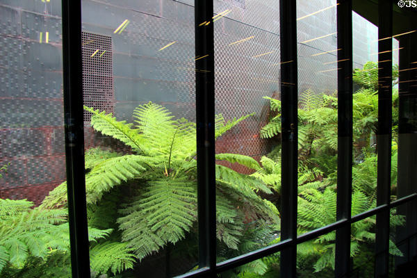 Plantings between outside window & exterior wall at de Young Museum. San Francisco, CA.