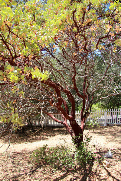 Manzanita with characteristic red bark & twisting branches at Columbia State Historic Park. Columbia, CA.