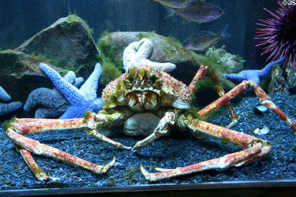 Japanese Spider Crab at Downtown Aquarium. Denver, CO.