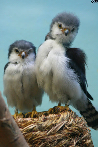 African Pygmy Falcon (<i>Polihierax semitorquatus</i>) from Eastern Africa at Denver Zoo. Denver, CO.