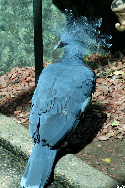 Victoria Crowned Pigeon (<i>Goura victoria</i>) from northern New Guinea at Denver Zoo. Denver, CO.