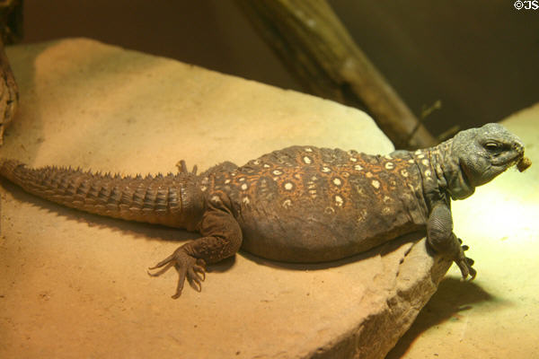 Ocellated Dab Lizard (<i>Uromastyx ocellatus</i>) at Denver Zoo. Denver, CO.