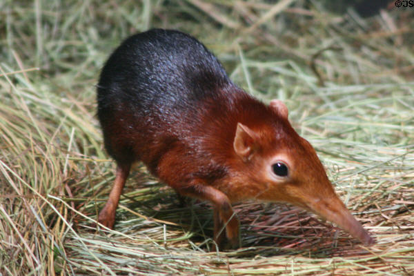 Giant Black & Rufous Elephant Shrew (<i>Rhynchocyon petersi</i>) from East Africa at Denver Zoo. Denver, CO.
