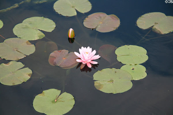 Water lilies at Denver Botanic Gardens. Denver, CO.