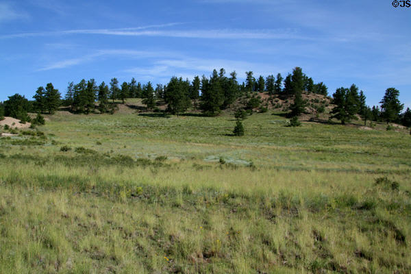 Pines over meadow at Florissant Fossil Beds National Monument. CO.