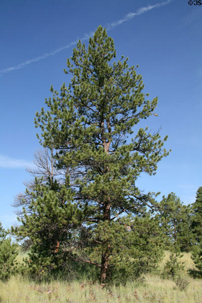 Pines at Florissant Fossil Beds National Monument. CO.