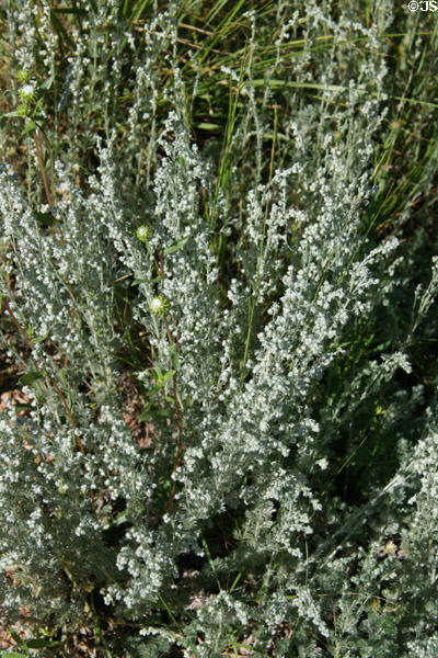 Fringed sage at Florissant Fossil Beds National Monument. CO.