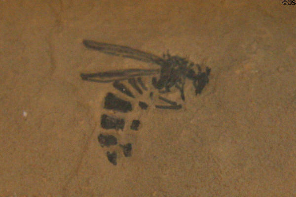 Fossilized wasp (<i>Paleovespa florissantia</i>) at Florissant Fossil Beds National Monument. CO.