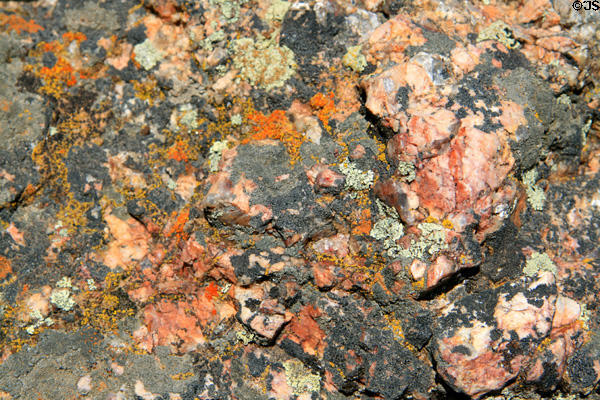 Lichens at Gunnison National Park. CO.