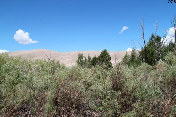 Line of bushes at base of dunes at Great Sand Dunes National Park. CO.