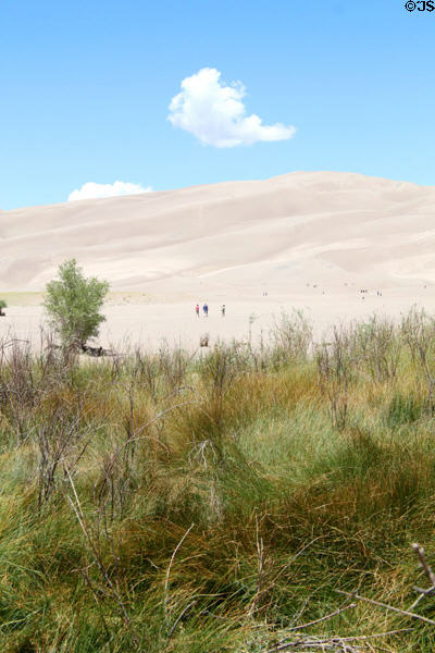 Dunes above reeds at Great Sand Dunes National Park. CO.