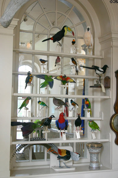 Stuffed birds in curiosity cabinet in Old State House. Hartford, CT.