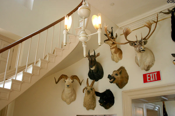 Mounted animal heads reflects Victorian restoration of Old State House. Hartford, CT.