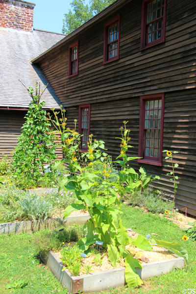 Plants used in early America at Stanley-Whitman House. Farmington, CT.