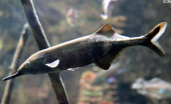 Elephant-nose eclectic fish (<i>Gnathonemus petersii</i>) at Mystic Aquarium. Mystic, CT.