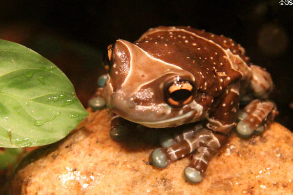 Amazon Milk Frog (<i>Trachycephaalus resinifictrix</i>) from South America at Mystic Aquarium. Mystic, CT.